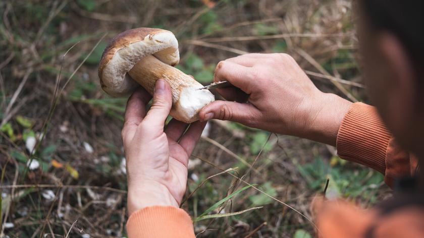 Kobieta obierająca prawdziwka na gryzbobraniu