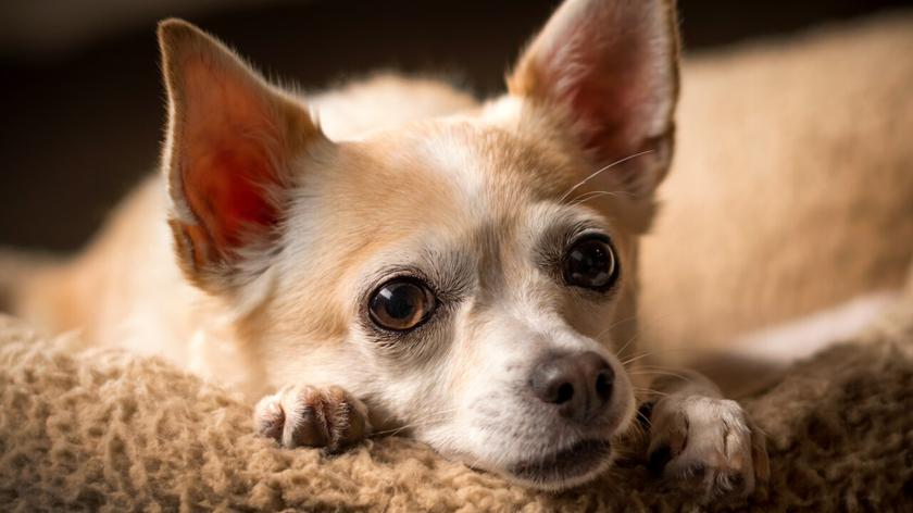 Chihuahua