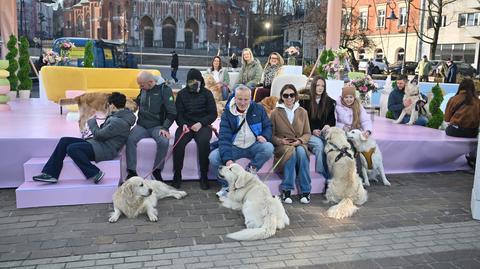 Golden retriver - najwierniejszy przyjaciel z ogromnym serce