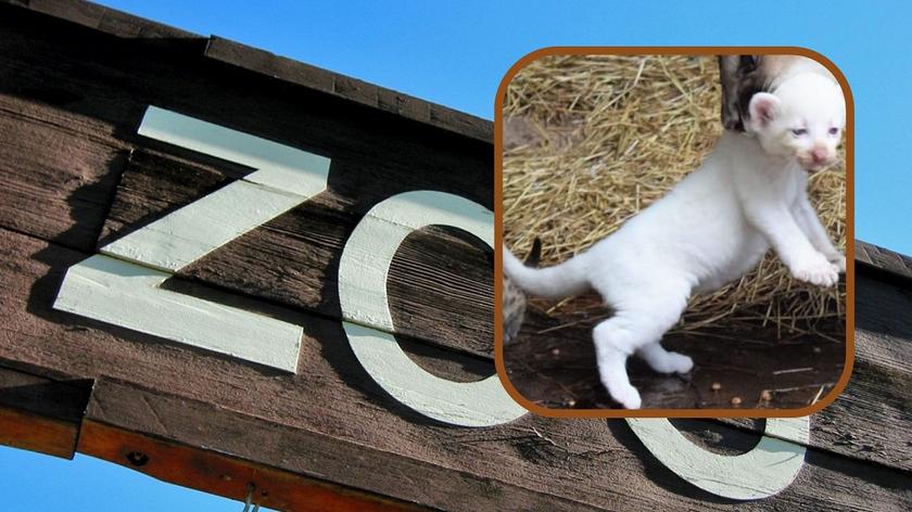 zoo