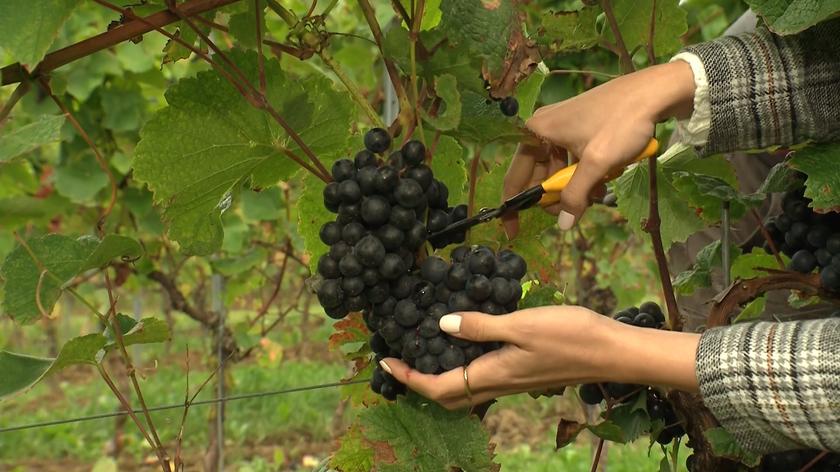 Największa winnica w Polsce 