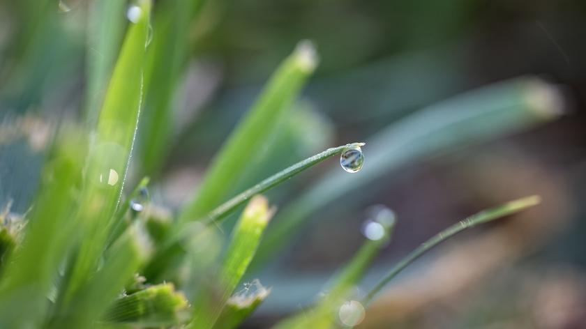 Kropla deszczu na trawie