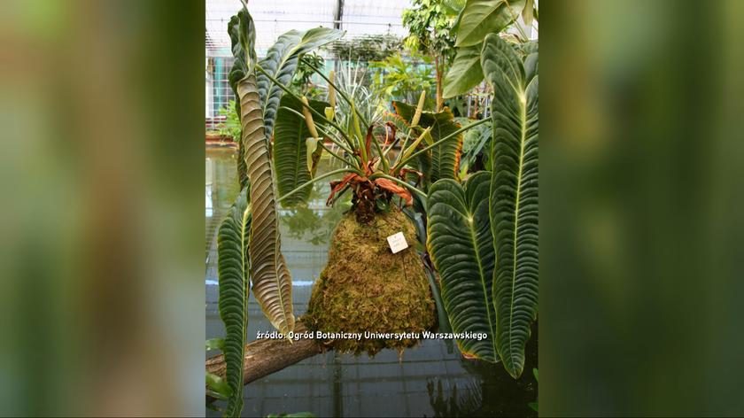 Z ogrodu botanicznego UW skradziono tropikalną roślinę