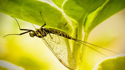 Plaga owadów w Budapeszcie 
