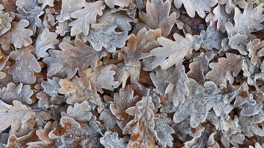 Oszronione jesienne liście