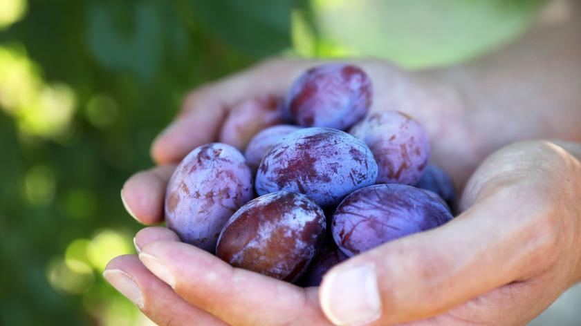 Śliwki trzymane w dłoniach