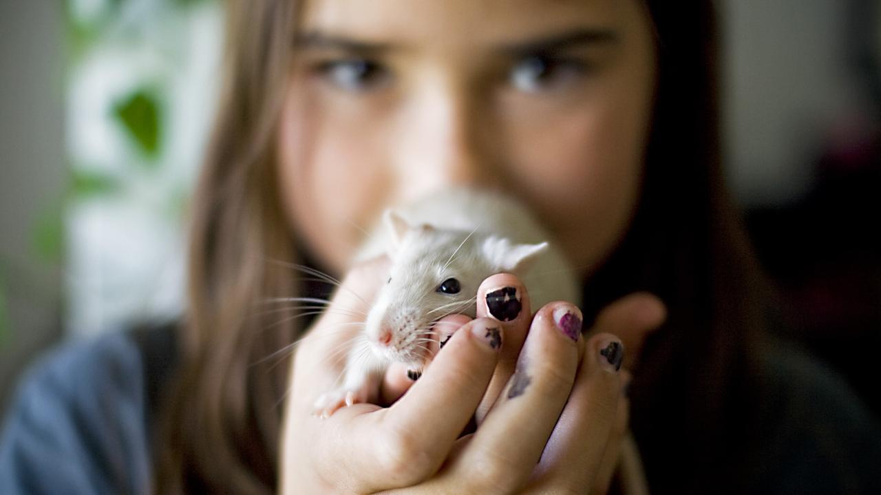 Dziewczynka, która trzyma szczura domowego 