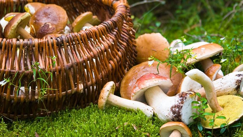 grzyby w koszyku w lesie