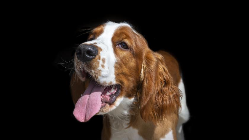 Springer spaniel walijski