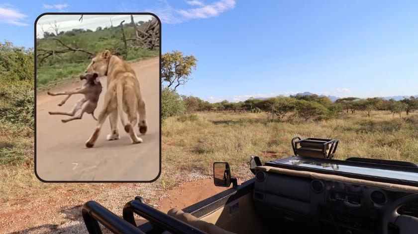 Wycieczka na safari zamieniła się w dramat. Kamera uchwyciła brutalną walkę o przetrwanie