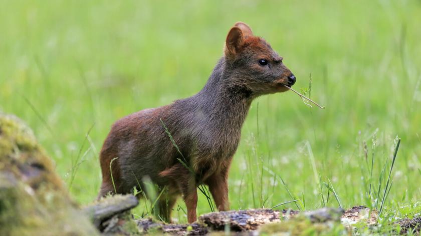 Pudu 