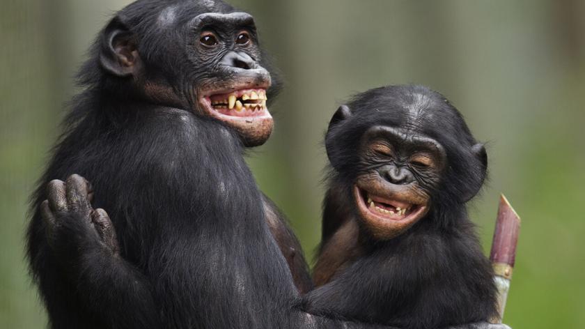 Samica bonobo z młodym