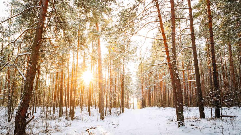 Zimowy krajobraz z lasem