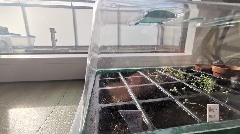 Czas na pierwsze wysiewy. Łukasz Skop radzi, jakie nasiona warto teraz posadzić