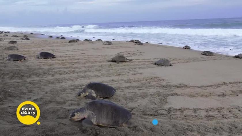 Meksykanie ratują żółwie morskie