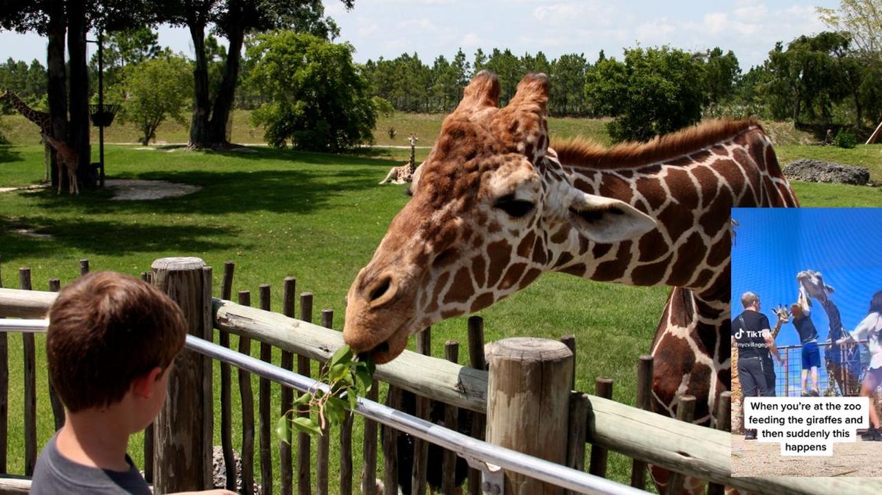 Dziecko karmiące żyrafę w ogrodzie zoologicznym