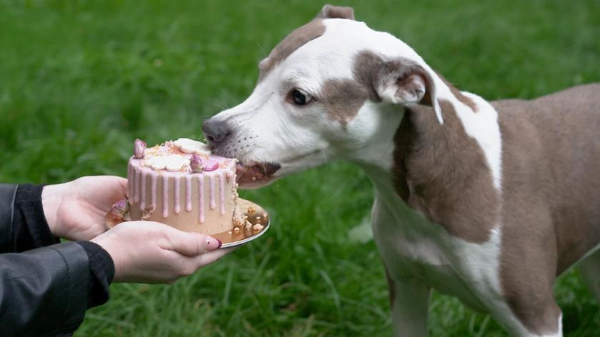 pies, który je tort