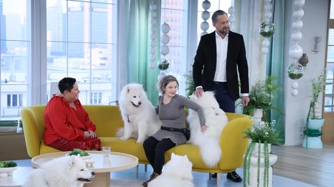 Samojed - uśmiechnięty pies północy. "Lubi być blisko człowieka" 