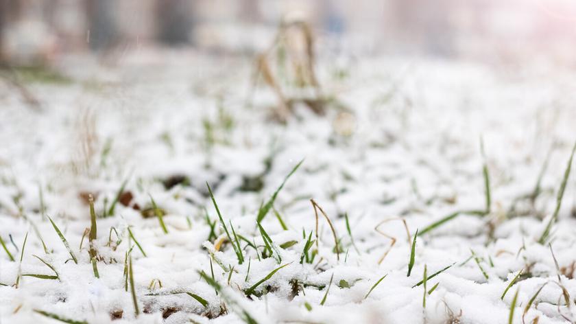 Śnieg na trawie