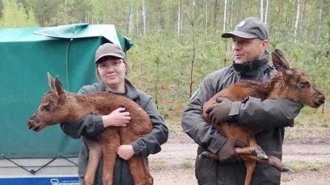 Wielbark. Trzy młode łosie, które straciły matkę, trafiły do ośrodka