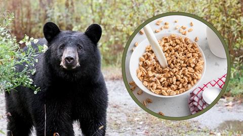 Niedźwiedź wtargnął do domu opieki. Odpuścił, gdy dostał chrupki