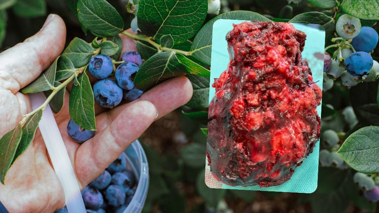 Brudne jagody i ich wpływ na wątrobę