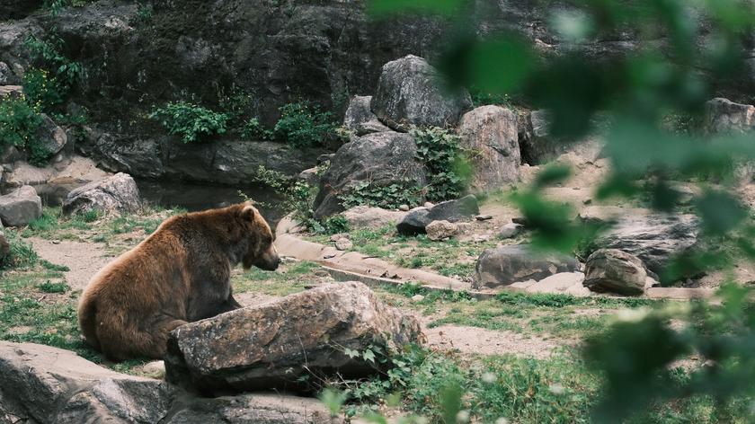 Nielegalny niedźwiedź w Częstochowie trafia do poznańskiego zoo. Mężczyźnie grozi 5 lat więzienia