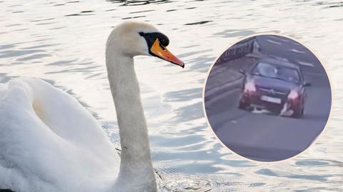 Łabędź wpadł pod koła samochodu, a kierowca ani drgnął. "Skandaliczne"