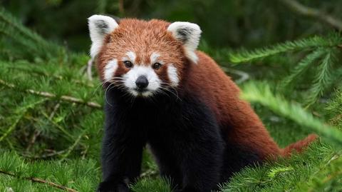 Tragedia w szkockim zoo. Mała panda skonała w męczarniach 