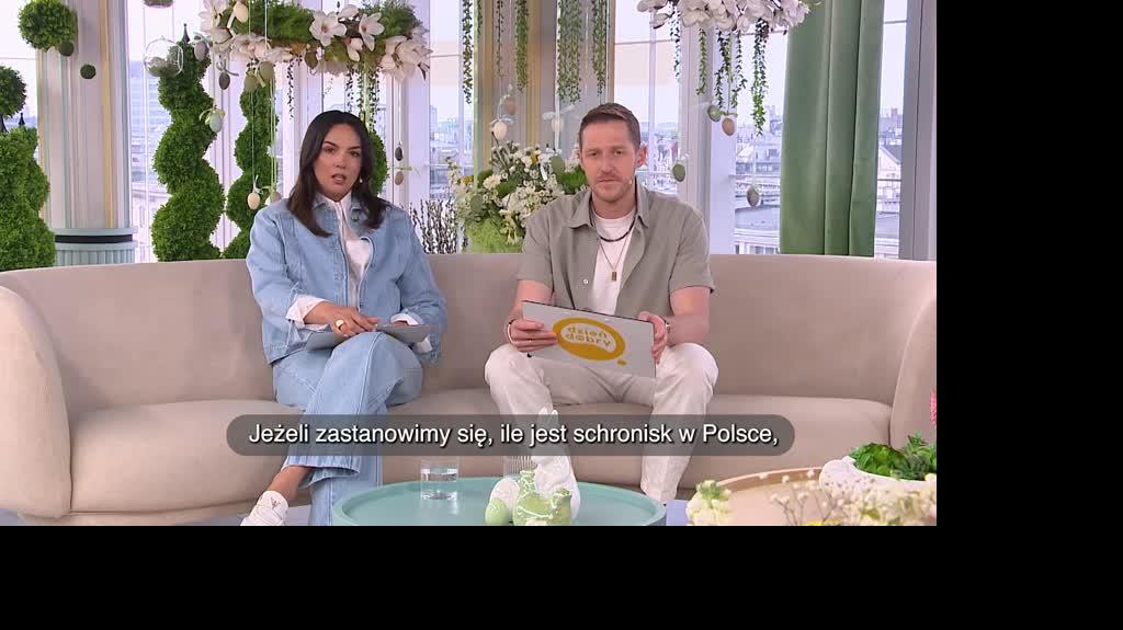 W obronie bezdomnych zwierząt