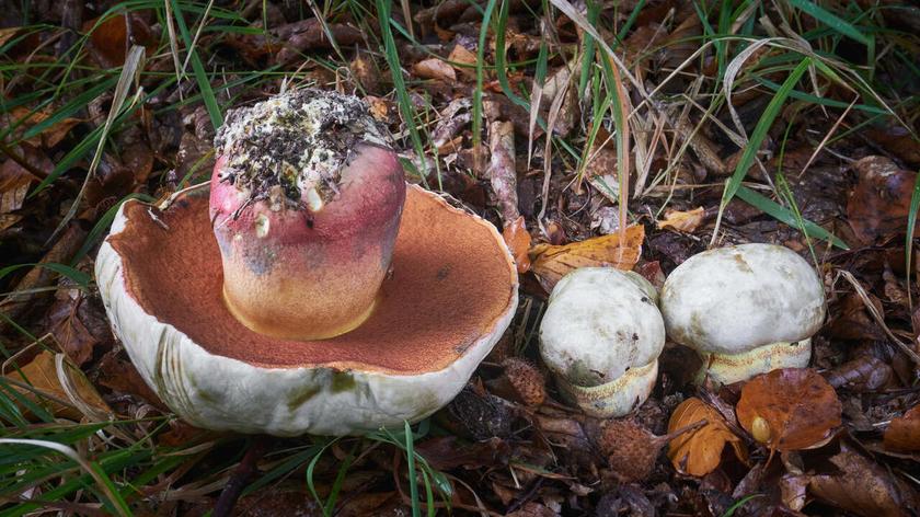 Rubroboletus satanas