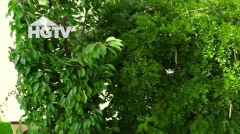 20240415_HGTV_NMWO_Hortensje