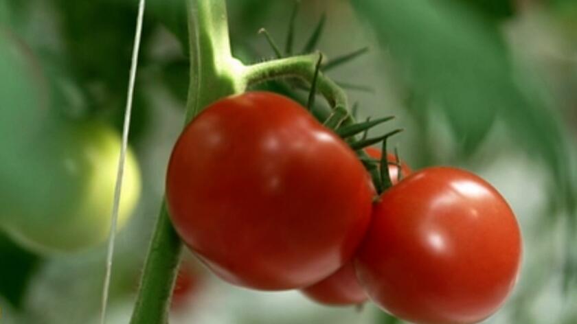 Pomidory pachnące słońcem - NAPISY ANG