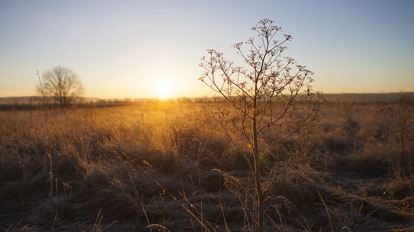 Pole o wschodzie słońca
