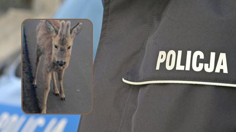 Nietypowa interwencja policji. Zwierzę samo podbiegło do radiowozu