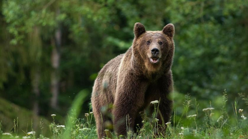 Atak niedźwiedzia w Karpatach