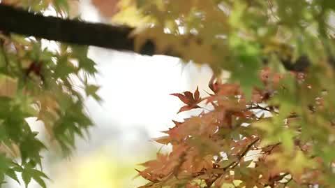 DD_20241113_Bonsai_rep_REP_napisy