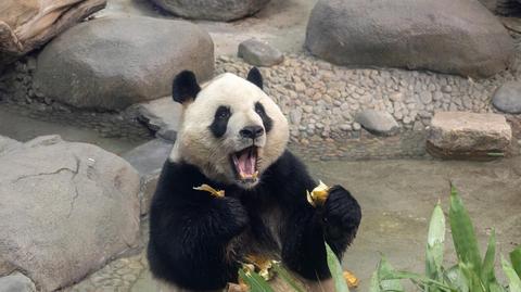 Panda wielka. Co warto wiedzieć o tym drapieżniku?