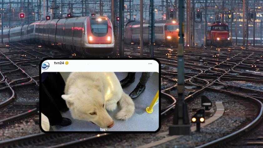 pociąg, pies Leon