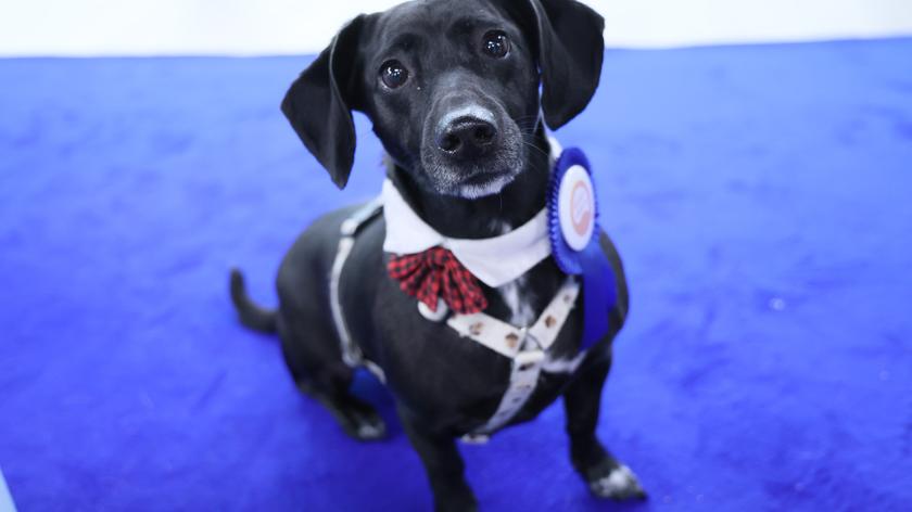 Kundelek Roku 2025. Znamy zwycięzcę konkursu