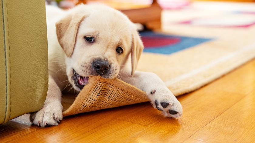 Szczeniak, który gryzie dywan 