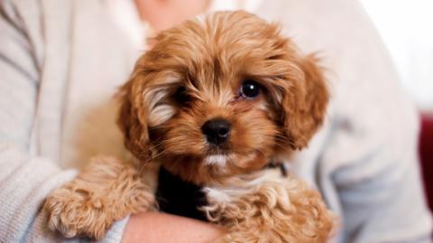 Pies rasy cavapoo