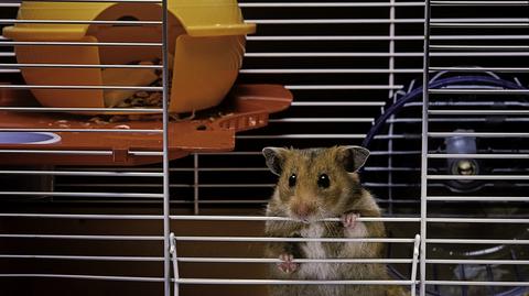 Chomik