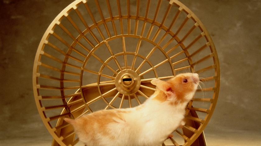 Chomik biegający w specjalnym kole. Akcesoria dla chomika. Zwierzęta domowe.