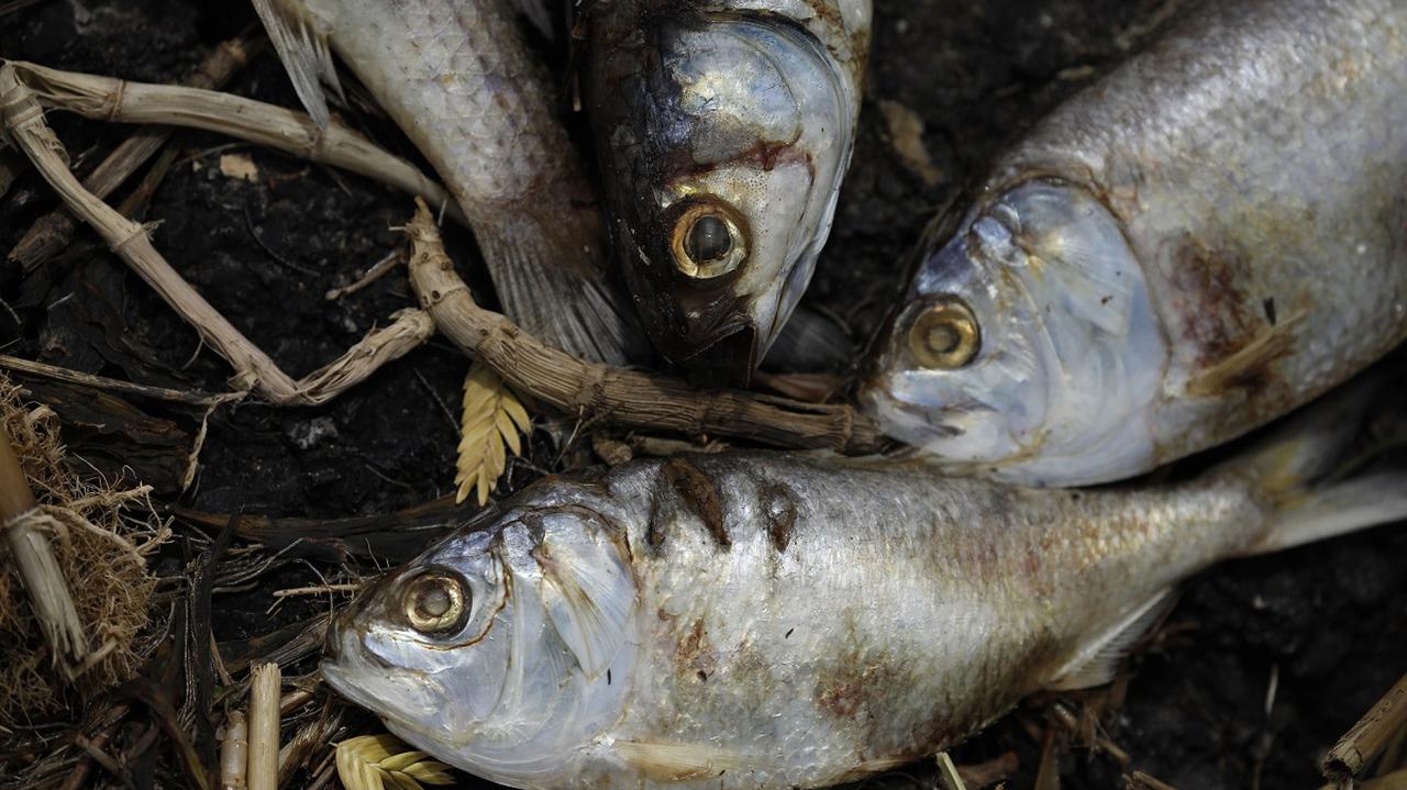 martwe ryby z Odry