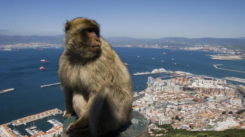 Magoty gibraltarskie