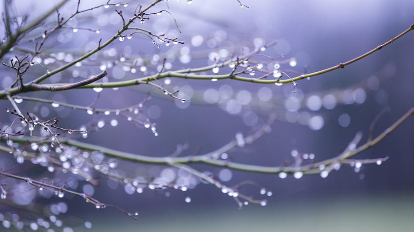 Deszcz na gałęziach