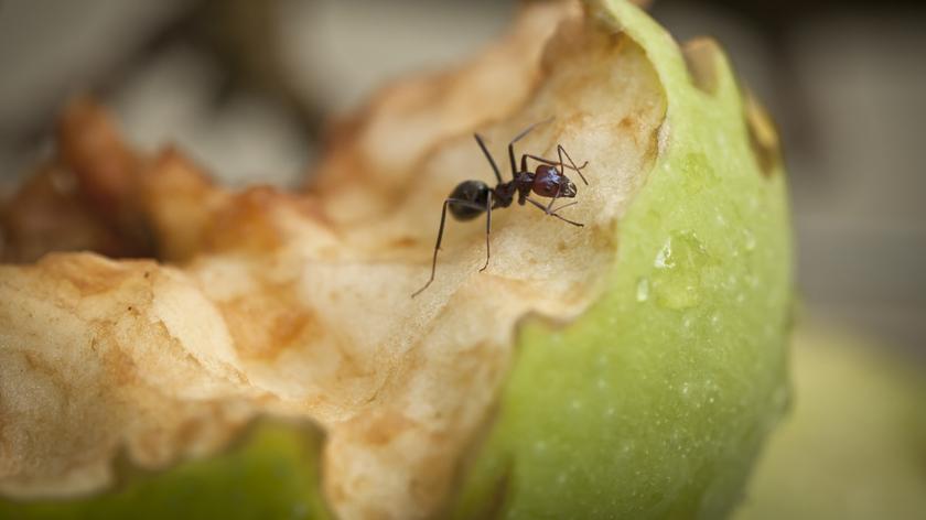 Mrówka na jabłku