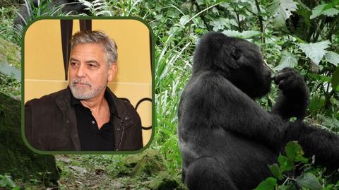 George Clooney wygląda jak goryl z Japonii?
