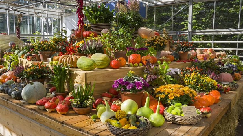 Bazarek z warzywami sezonowymi